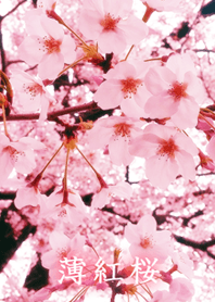 -* 薄紅桜 *-