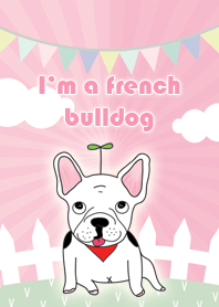 I'm a French bulldog 