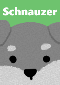 Schnauzer dress up