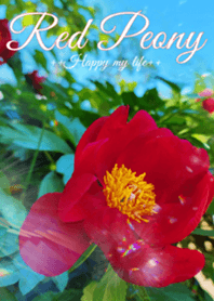 ++Red Peony++