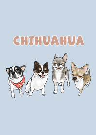 chihuahua3 / baby blue