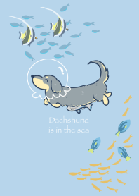 Dachshund is in the sea