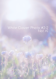 White Clover Photo#2-2Not AI