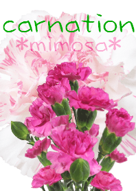 *Flower* Carnation #02-6