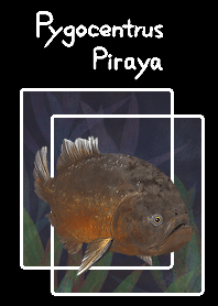 Piranha piraya for jp