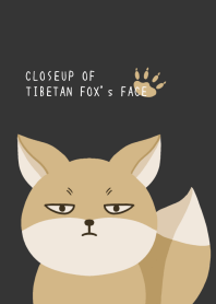 CLOSEUP OF TIBETAN FOX's FACE/BLACK