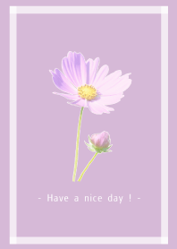 Pink Cosmos Theme -9-