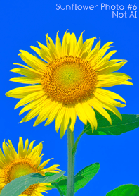 Sunflower Photo #6-13 NotAI