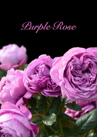 "Purple rose" theme