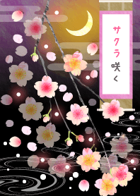 Cherry blossoms at night.