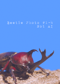 カブトムシ Photo #1-4 Not AI