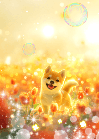 Lucky Shiba & Tulip Garden