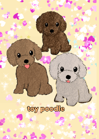 toy poodle apricot pink