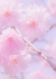 Sakura Bokeh 29