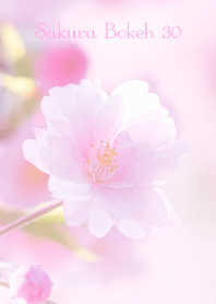 SakuraBokeh 30