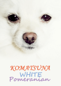 こまつな White Pomeranian