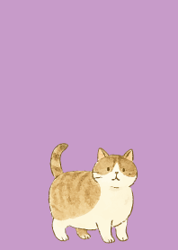 light purple 猫は癒してくれる05