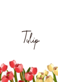 Tulip Tulips 1