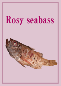 Rosy seabass