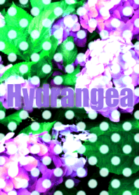 Hydrangea#pop