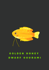 Golden honey dwarf gourami