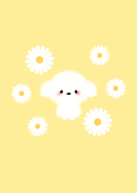 Daisy flower and toy poodle