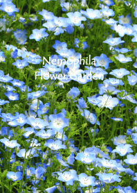 Nemophila flower garden theme