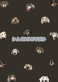 dachshund4 / chocolate