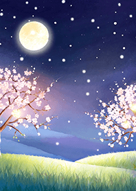 Beautiful night cherry blossoms#619
