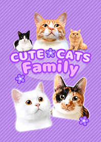 CUTE CATS Family PURPLE
