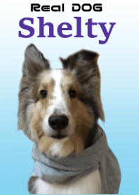 Real DOG Sherty JOY