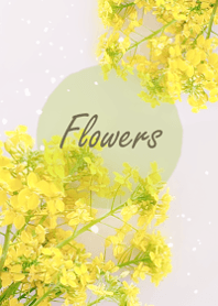 Gentle and refreshing blossoms8.