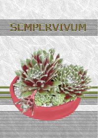 Sempervivum ``ผ้าไหมสีแดงเข้ม''