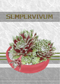 Sempervivum 'Sutra Merah Tua'