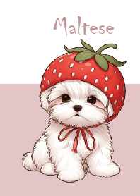 Strawberry Maltese dog Toby-JP