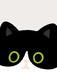 Tuxedo cat and Black cat.6