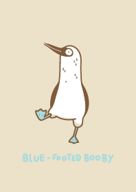 藍腳鰹鳥bobo