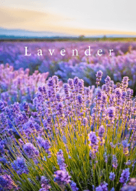 "Lavender vol.8" theme