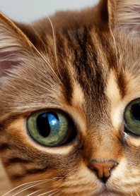 Cats Run Wild #cjvag22