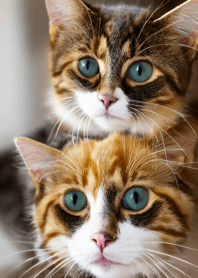 Cats Run Wild #cjvag210