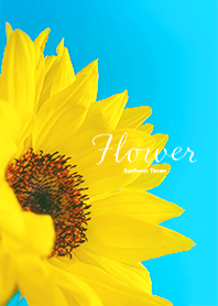 Flower -Sunflower