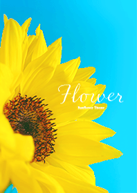 Flower -ひまわり
