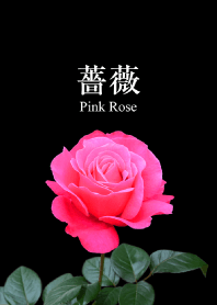 "Pink Rose 3"