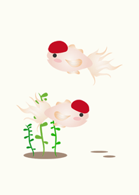 迷人小紅帽金魚