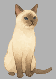 Siamese cat holiday03 white