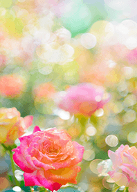 Beautiful rose flower(R1993)