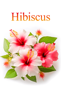 Hibiscus vol.3