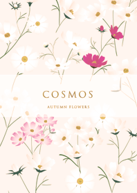 orange tylish cosmos 13_2