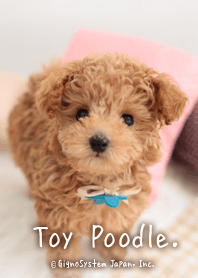 available tiny toy poodle