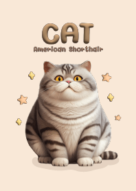 แมวอ้วนตัวตึง : อเมริกัน ซ็อตแฮร์